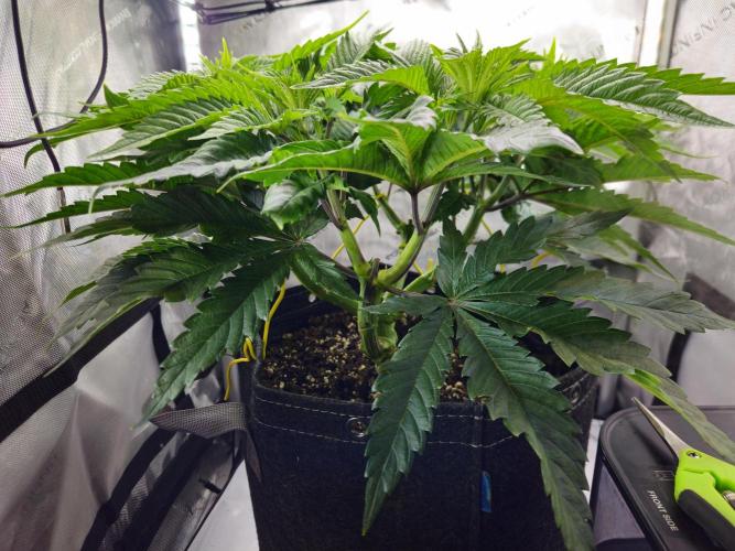Hella Jelly. Week 7