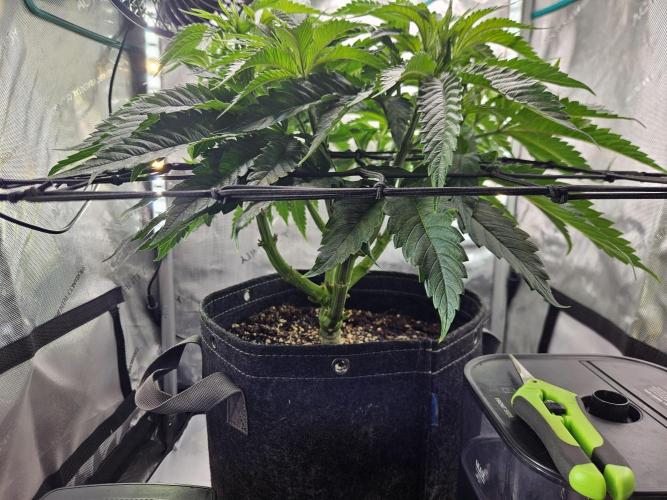 Hella Jelly #1. Week 8 - Showing trellis level
