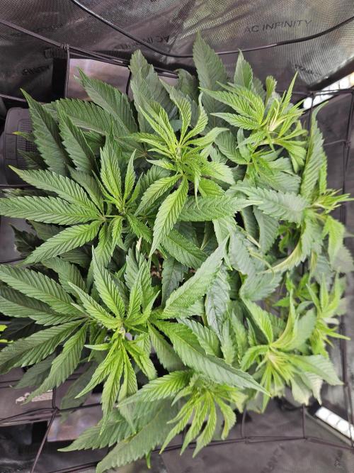 Hella Jelly. Week 8