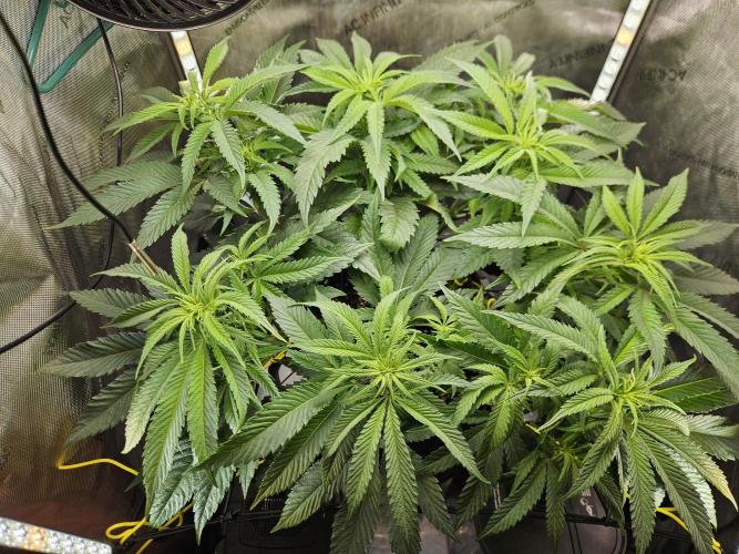 Hella Jelly #1. Week 9
