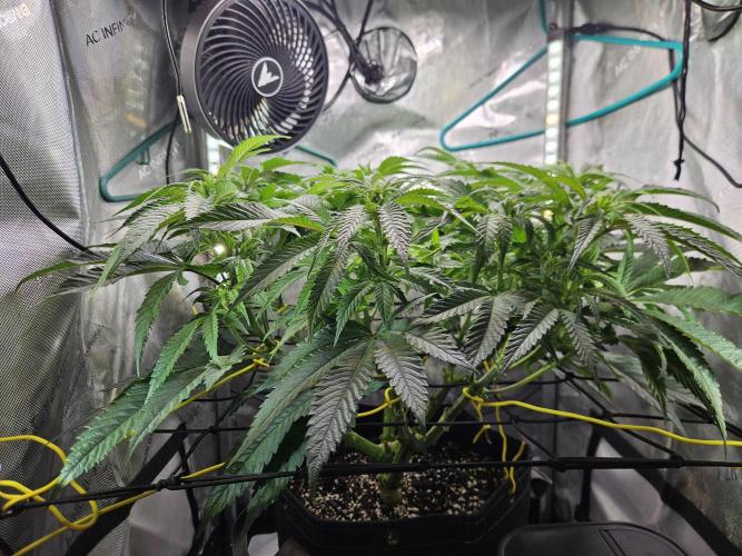 Hella Jelly. Week 9
