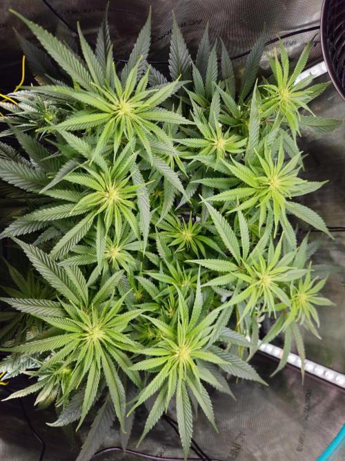 Hella Jelly #1. Week 10 - So many bud sites