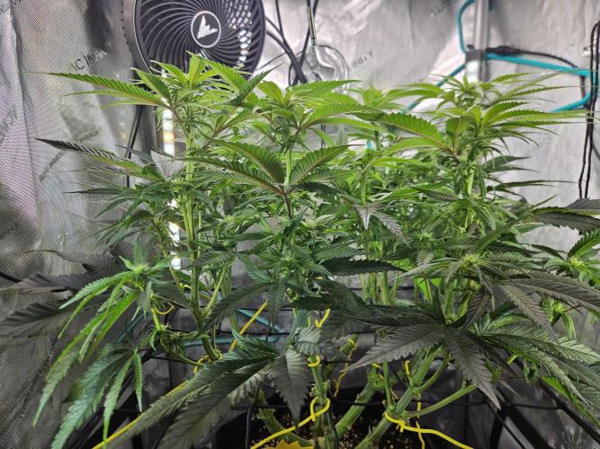Hella Jelly #1. Week 10 - Trying to keep it level and open