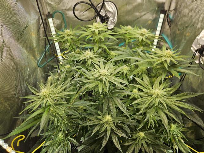 Hella Jelly #1. Week 11 - Post light defoliation. 