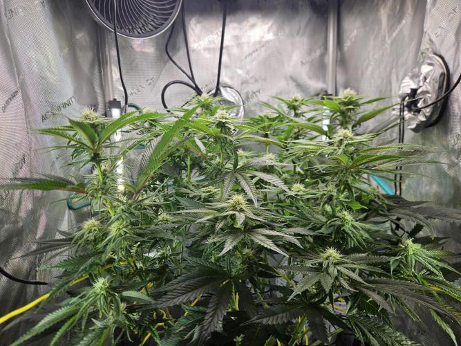 Hella Jelly #1. Week 11 - Post light defoliation. 