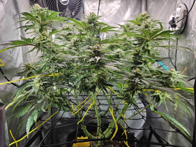 Hella Jelly #1. Week 13