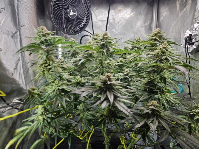 Hella Jelly #1. Week 14