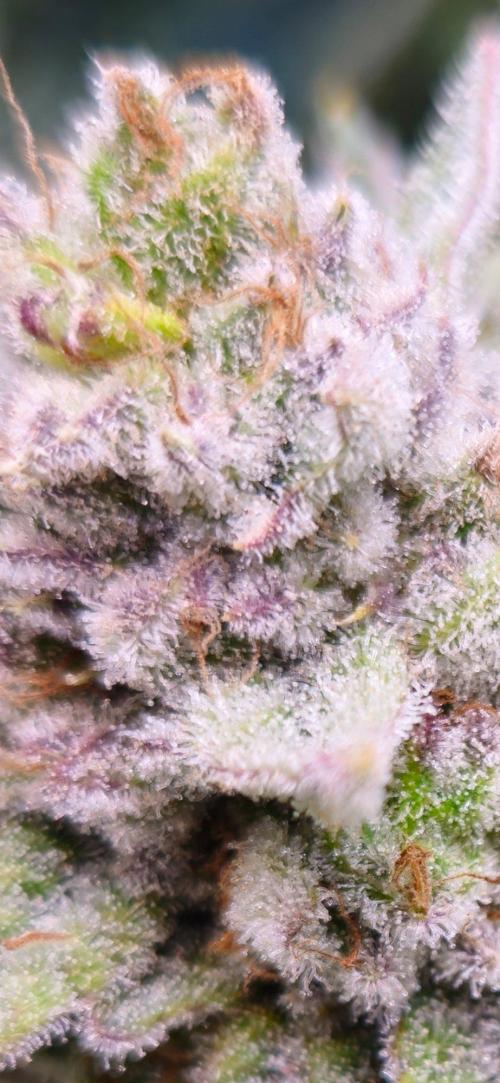 Hella Jelly #1. Week 15 - Trichome 