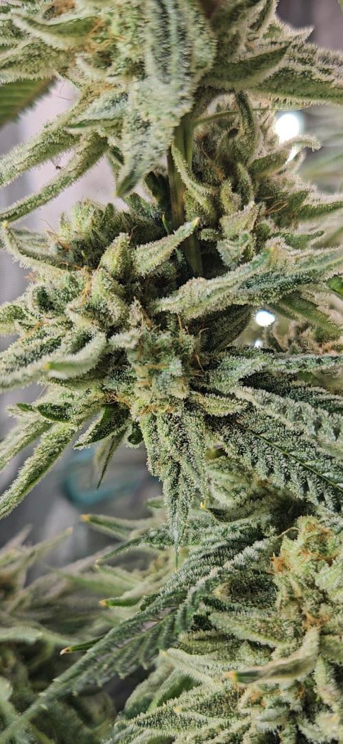 Hella Jelly #1. Week 15 - Lower bud site 