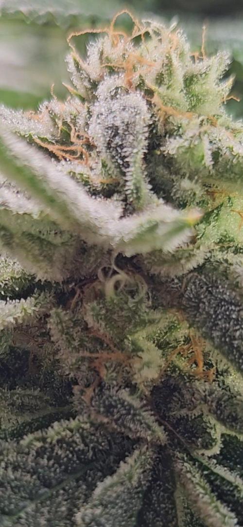 Hella Jelly #1. Week 15 - Trichome 