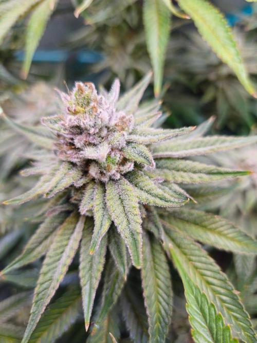 Hella Jelly #1. Week 15