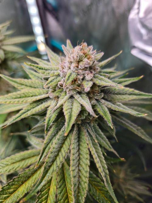 Hella Jelly #1. Week 15