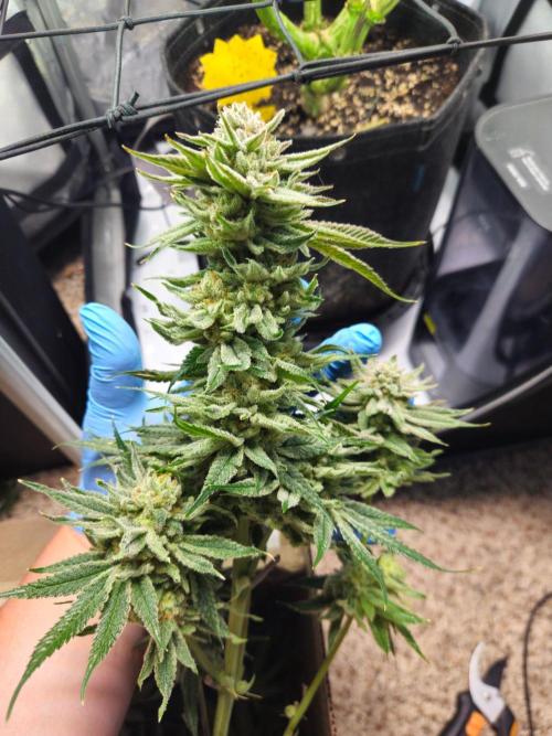 Hella Jelly #1. Week 16