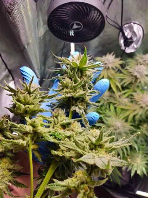 Hella Jelly #1. Week 16