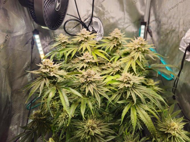 Hella Jelly #1. Week 16