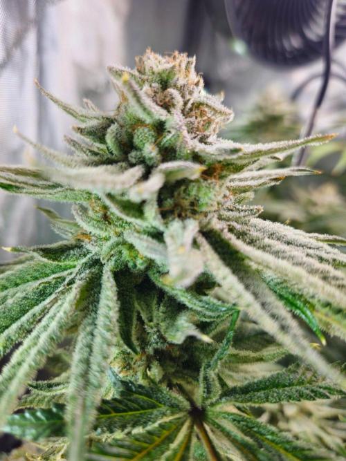Hella Jelly #1. Week 16
