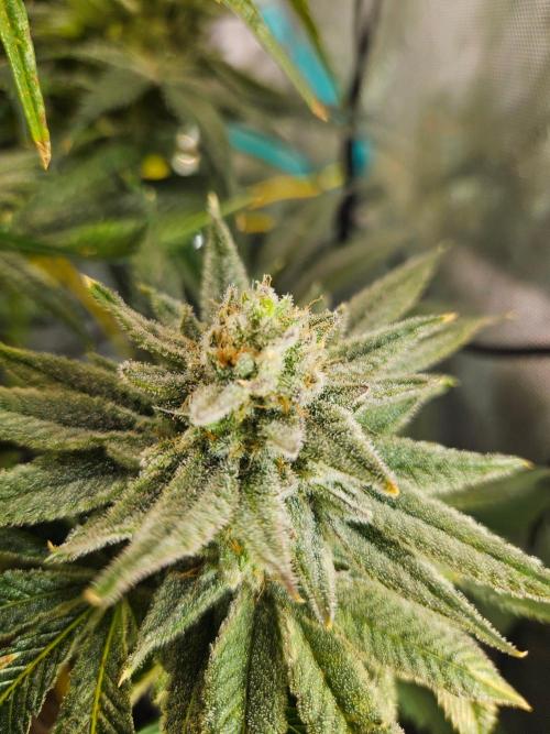 Hella Jelly. Week 16