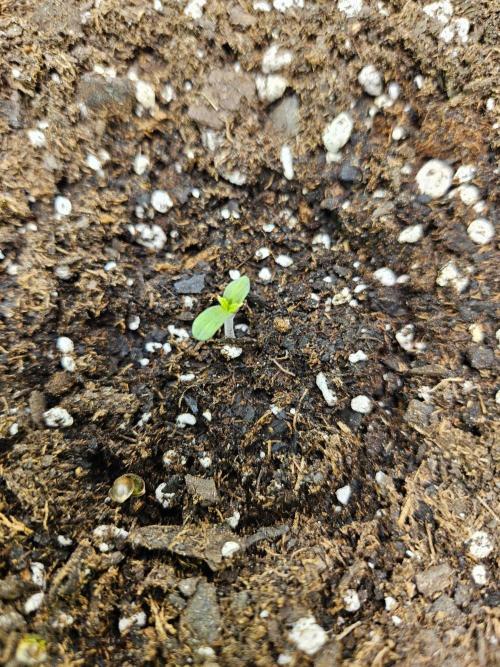 All Gas OG (formerly Asphalt Plant). Week 0