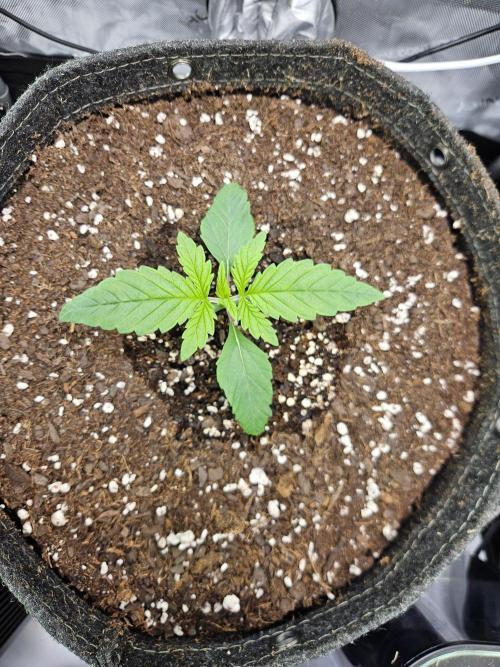 All Gas OG #1. Week 2