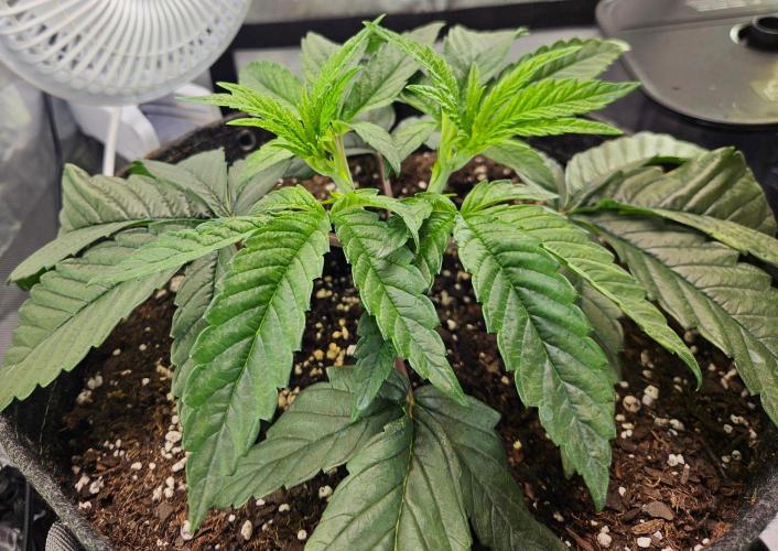 All Gas OG #1. Week 4