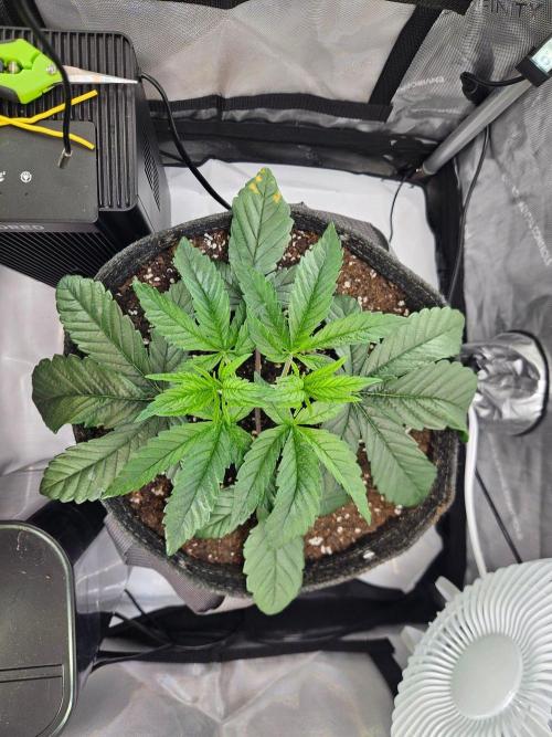 All Gas OG #1. Week 4