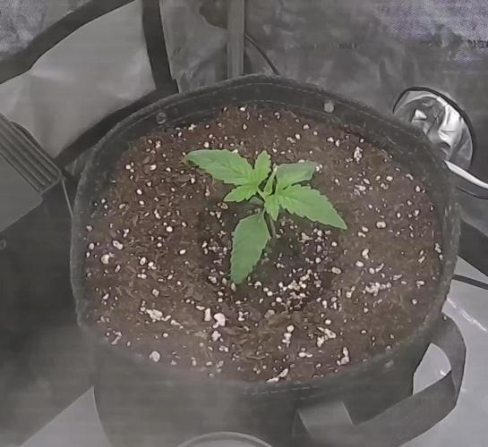 All Gas OG #1