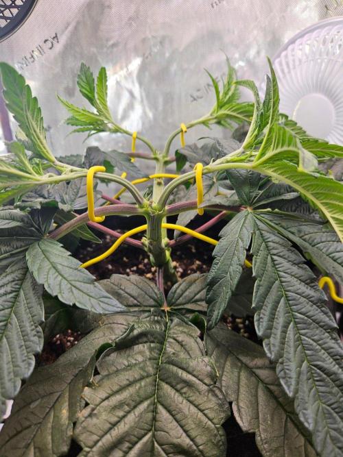 All Gas OG #1. Week 6 - LST