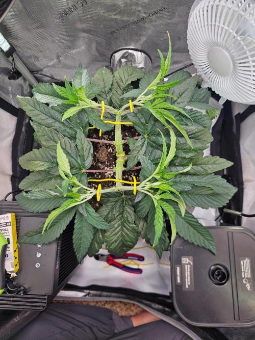 All Gas OG #1. Week 6 - LST