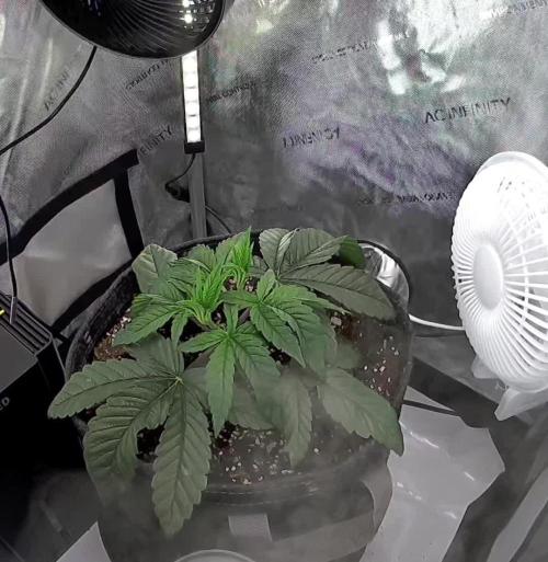 All Gas OG #1