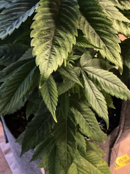 1st Grow in 40 years. Week 7 - Have got white tips to a few leaves have  been adding Epsom salt to watering