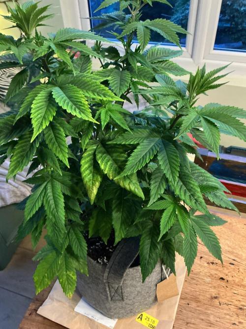 1st Grow in 40 years. Week 7