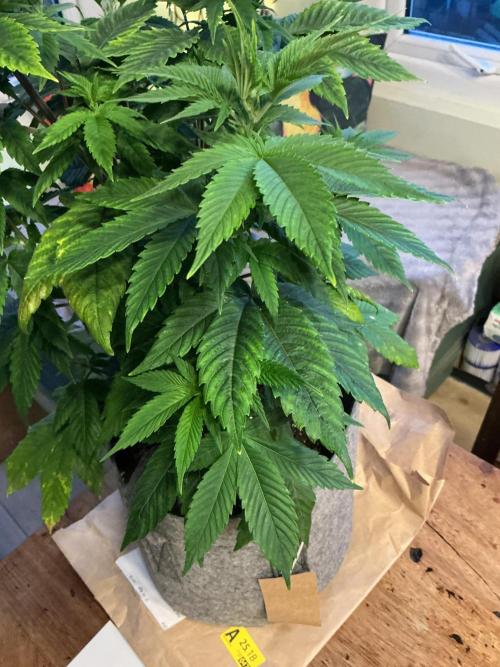 1st Grow in 40 years. Week 7