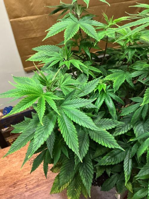 1st Grow in 40 years. Week 8