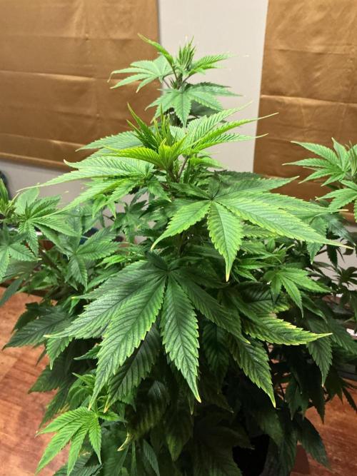 1st Grow in 40 years. Week 8