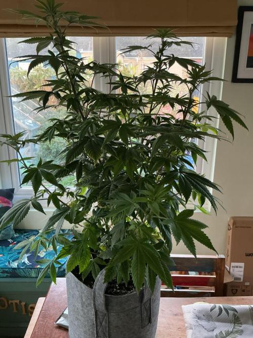 1st Grow in 40 years. Week 9