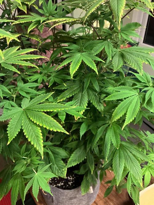 1st Grow in 40 years. Week 10