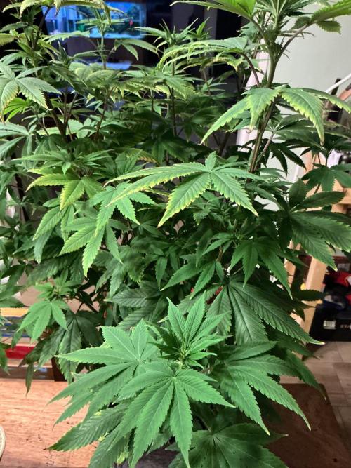 1st Grow in 40 years. Week 10