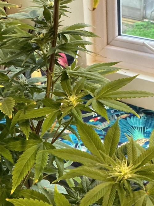 1st Grow in 40 years. Week 11