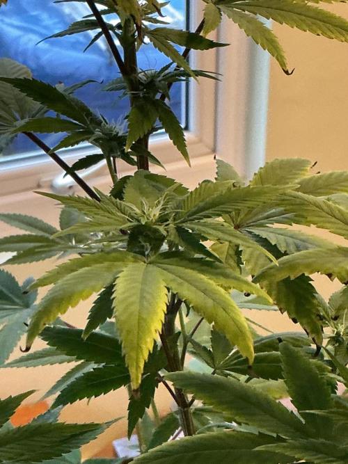 1st Grow in 40 years. Week 11