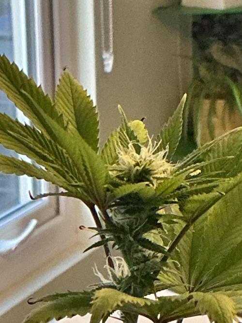 1st Grow in 40 years. Week 12