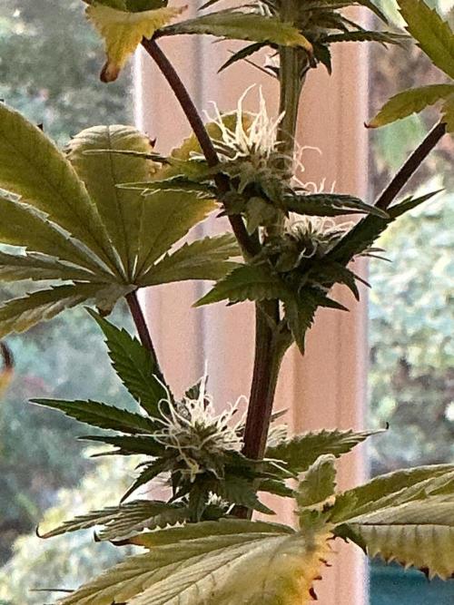 1st Grow in 40 years. Week 12