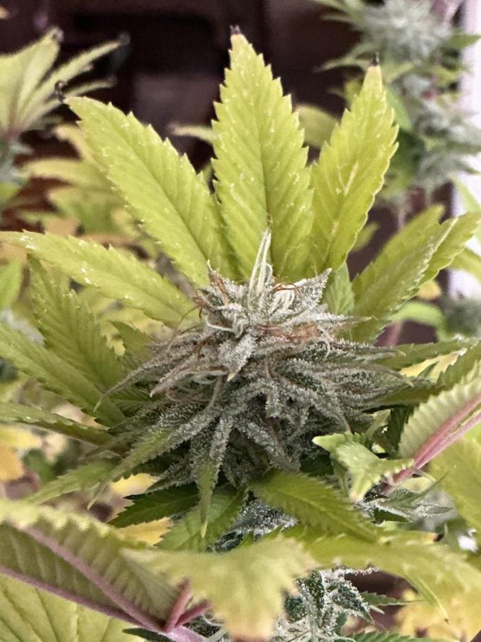 1st Grow in 40 years. Week 15