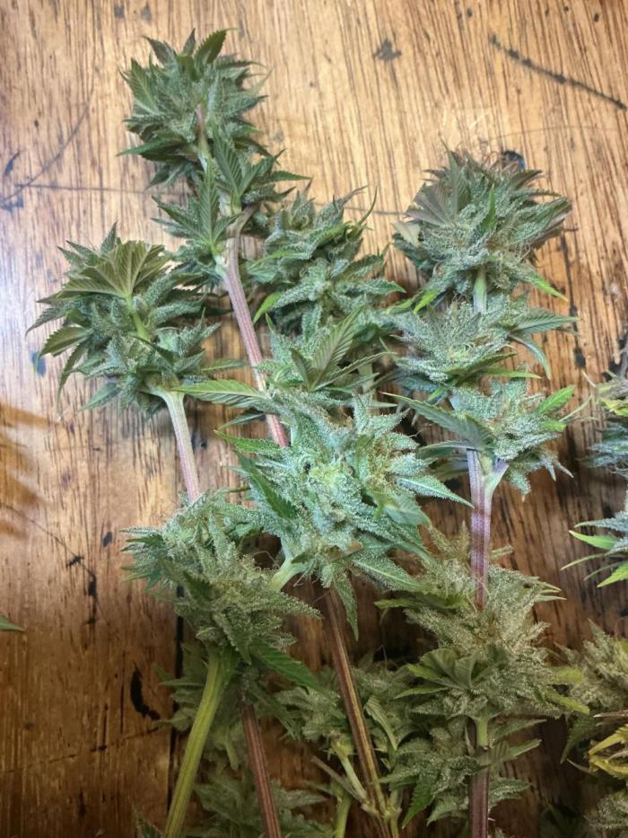 1st Grow in 40 years. Week 16