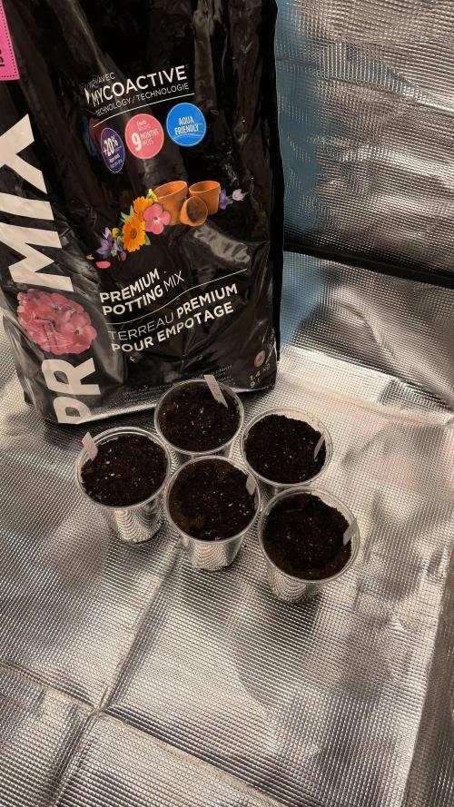 Gorilla crush by joti. Week 0