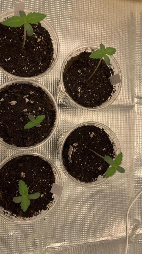 Gorilla crush by joti. Week 0