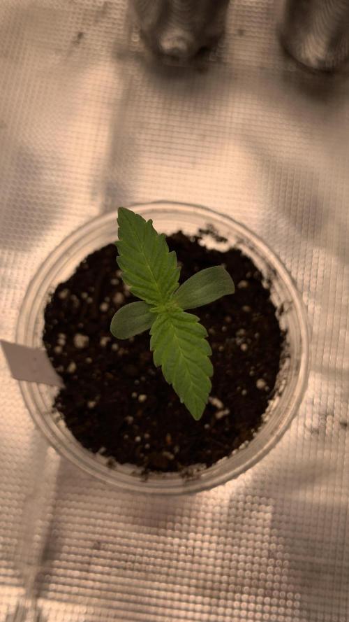 Gorilla crush by joti. Week 0