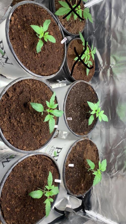 Gorilla crush by joti. Week 2