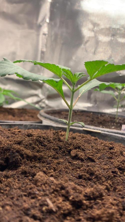 Gorilla crush by joti. Week 2