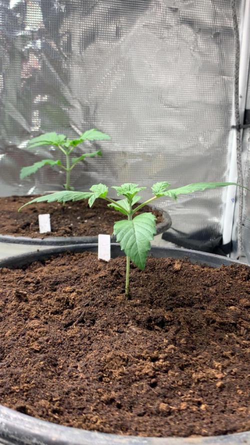 Gorilla crush by joti. Week 2