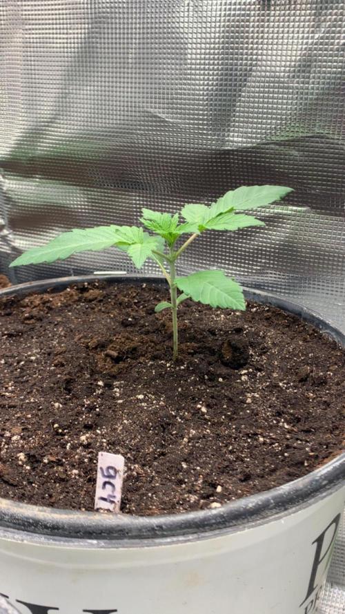 Gorilla crush by joti. Week 2